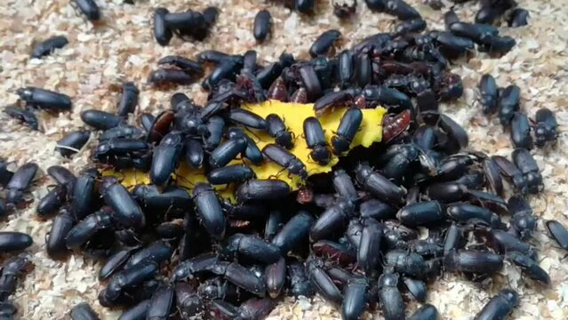 Black Beetles Farm Pests.