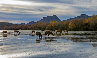 Band Of Wild Horses Feeding On The Salt River In Arizona