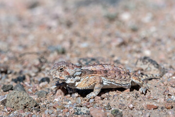 Regal Horned Lizard (Phrynosoma solare) 