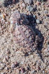 Regal Horned Lizard (Phrynosoma solare) 