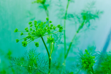 Blooming dill plants. Inflorescences of dill on green background for poster, branding, calendar, multicolor card, banner, cover, post, website. Fresh green fennel. Natural vegetables
