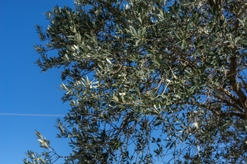 blue sky and olive tree