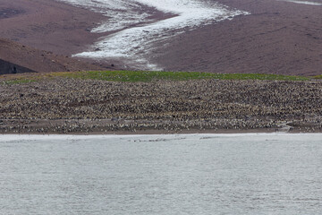 St Andrews Bay and the Cook Glacier, which once terminated in the bay, has retreated from the...