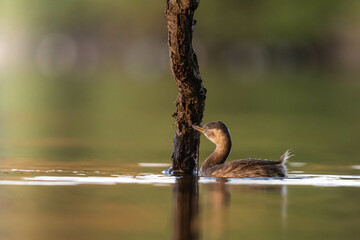 Little grebe found something to eat.