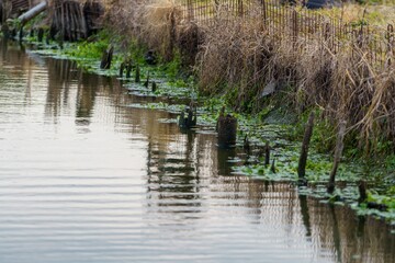 水辺の風景