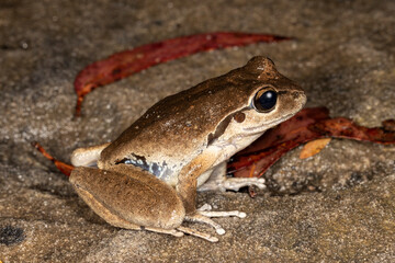 Female Lesueur's Frog resting on sandstone creek bed
