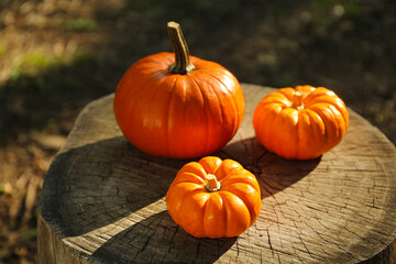 Many orange pumpkins on stump in garden
