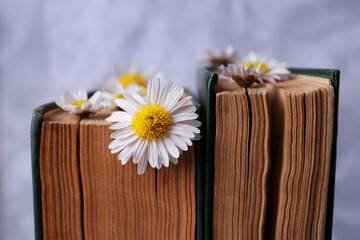 Obraz premium Books with chamomile flowers as bookmark on light gray background, closeup