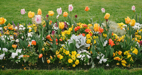 colourful flowers tulips narcissus and other types of spring flowers