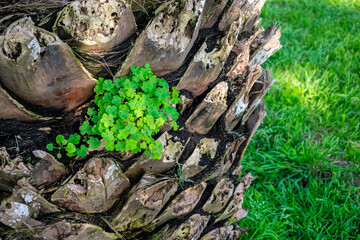 Fototapeta na wymiar Small clover-shaped plants growing from the trunk of a palm tree