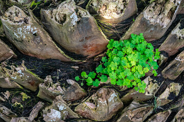 Small clover-shaped plants growing from the trunk of a palm tree