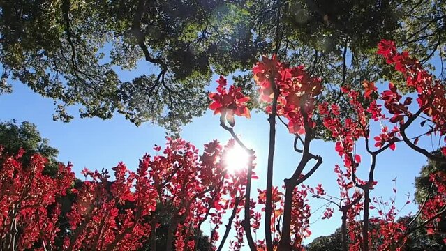 逆光に輝くドウダンつつじ2