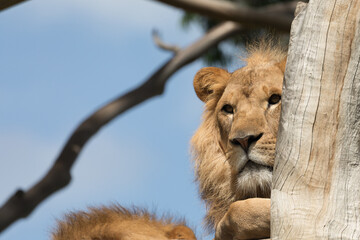 A male lion (Panthera Leo).
