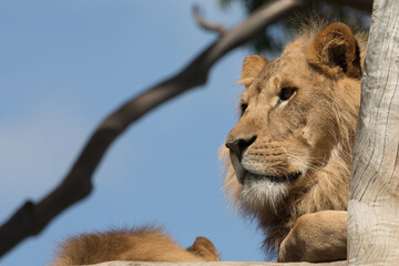 A male lion (Panthera Leo).