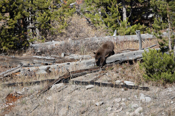 Black bear walking on fallen log 1