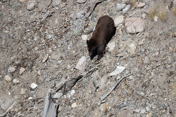Black bear cub walking down open hill 11