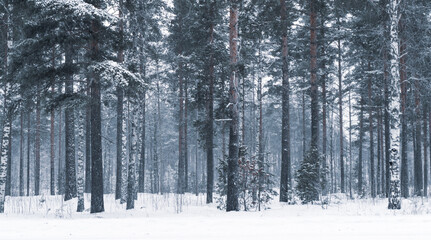 A forest covered with snow in the winter.