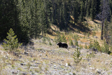 Grizzly bear in forest fat bear near winter 3
