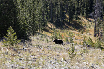 Grizzly bear in forest fat bear near winter 2