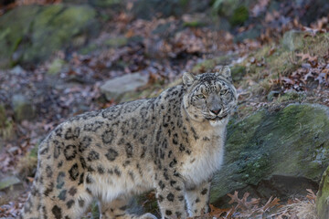 Snow Leopard Portrait In Mountain. Panthera Uncia Closeup With Rugged Ground Background. 