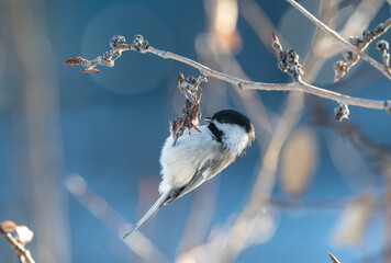 Black-capped chickadee (Poecile atricapillus) Calgary, Prince's Island Park, Alberta, Canada