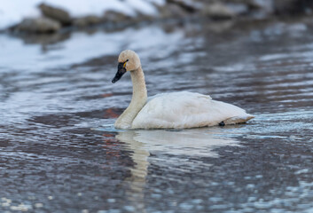 Tundra swan (Cygnus columbianus), Calgary, Prince's Island Park, Alberta, Canada