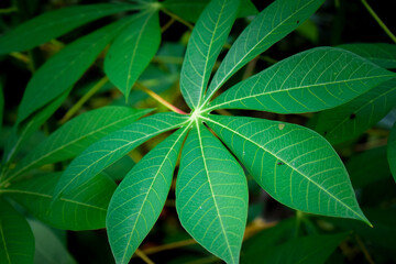 Fototapeta na wymiar Close up photo of fresh cassava leaves