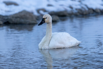 Tundra swan (Cygnus columbianus), Calgary, Prince's Island Park, Alberta, Canada