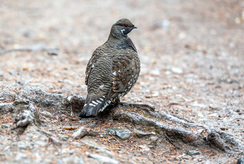 Spruce grouse (Falcipennis canadensis), Emerald Lake, British Columbia, Canada
