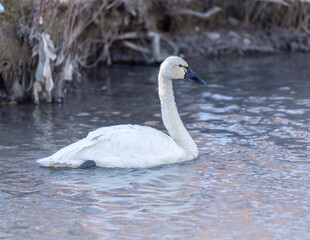Tundra swan (Cygnus columbianus), Calgary, Prince's Island Park, Alberta, Canada