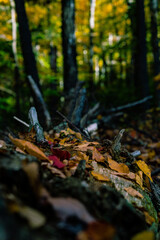 autumn leaves on the ground