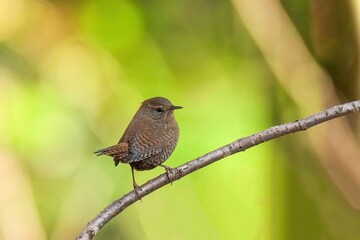 お気に入りの枝でのんびりくつろぐミソサザイ