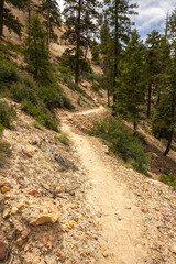 Trail Winds Around Riggs Spring Area off the Rainbow Point Overlook in Bryce Canyon