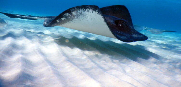 Under the sea, Caribbean sea life