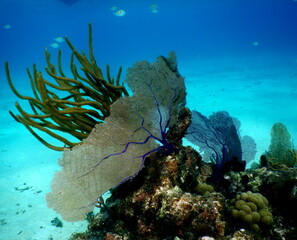 Fototapeta premium Costa Rica Sealife Pacific/Caribbean