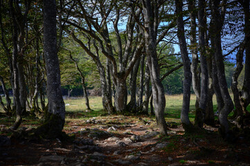 Forest of spindly trees