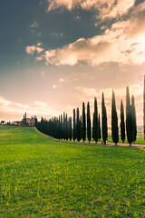 Country road flanked with cypresses in Tuscany,  Italy