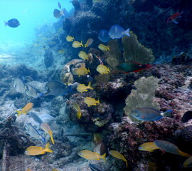 Fototapeta na wymiar Under the sea, Caribbean sea life