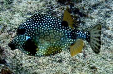 Costa Rica Sealife Pacific/Caribbean