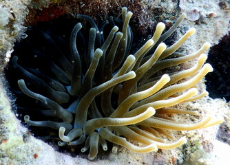 Costa Rica Sealife Pacific/Caribbean