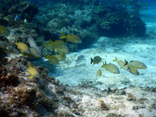Under the sea, Caribbean sea life