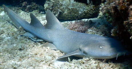 Under the sea, Caribbean sea life