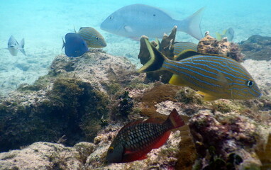 Costa Rica Sealife Pacific/Caribbean