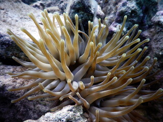 Naklejka na ściany i meble Under the sea, Caribbean sea life