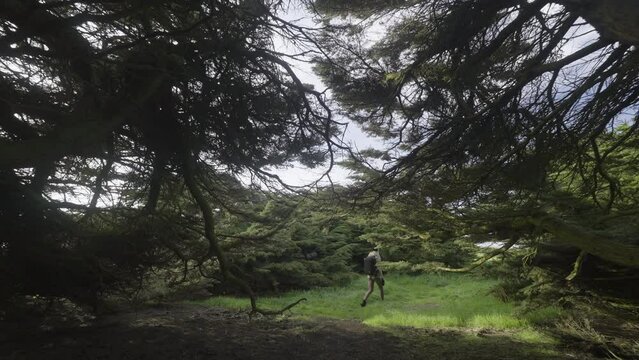 Blond female photographer exploring magical Macrocarpa trees of Waipapa point