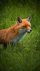 Content fox