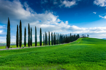 Obraz premium Country road flanked with cypresses in Tuscany, Italy