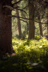 Fototapeta premium Alpine forest trees