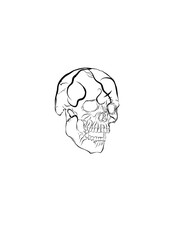 human skull illustration