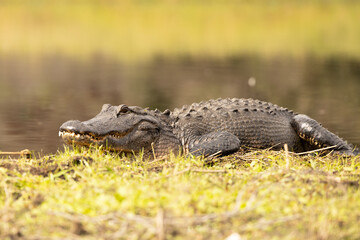 American alligator (Alligator mississippiensis) in Myakka River State Park, Florida